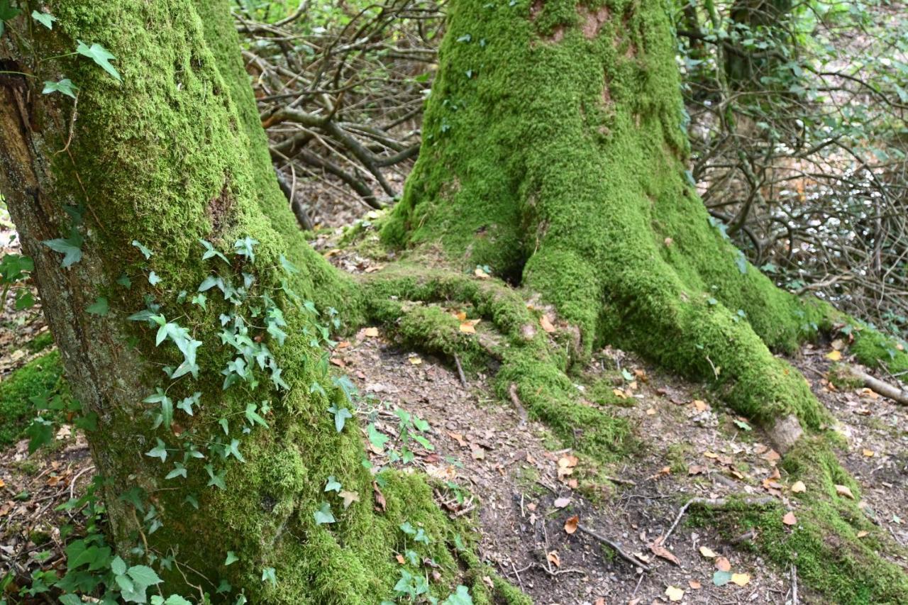 L'Hôtié de Brocéliande Paimpont Exterior foto