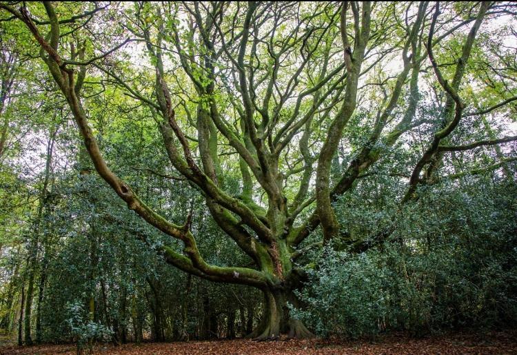 L'Hôtié de Brocéliande Paimpont Exterior foto